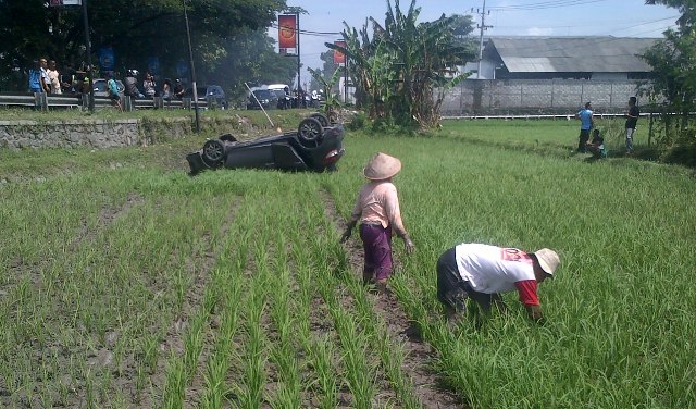 Tukul dan Suwarni tetap mencabuti rumput di sawah mereka meski nyaris tertimpa mobil di Desa Gumulan, Klaten Tengah, Minggu (25/12/2016). (Taufiq Sidik/JIBI/Solopos)