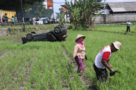 Tukul dan Suwarni tetap mencabuti rumput di sela tanaman padi milik mereka meski ada mobil Toyota Yaris yang terguling di lahan mereka, Minggu (25/12/2016). (Taufiq Sidik Prakoso/JIBI/Solopos)