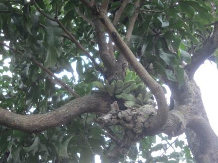 Buah mirip pisang kepok tumbuh di dahan pohon mangga milik warga Tambakboyo, Pedan, Klaten. Foto diambil Jumat (16/12/2016). (Ponco Suseno/JIBI/Solopos)