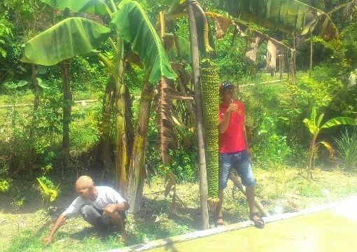 Pohon pisang raja seribu yang tumbuh di Dusun Mojo, Desa Sigit, Kecamatan Tangen, menjadi pusat perhatian warga sekitar. Foto diambil Sabtu (17/12/2016). (Moh. Khodiq Duhri/JIBI/Solopos)
