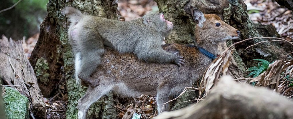 Monyet Ajak Rusa Bercinta (Sciencealert.com)
