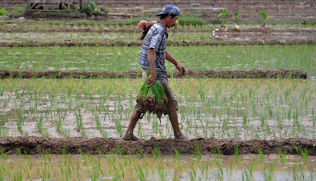 Petani membawa benih padi yang ia produksi untuk ditanam di Leyangan, Kabupaten Semarang, Jateng, Rabu (25/1/2017). (JIBI/Solopos/Antara/Aditya Pradana Putra)