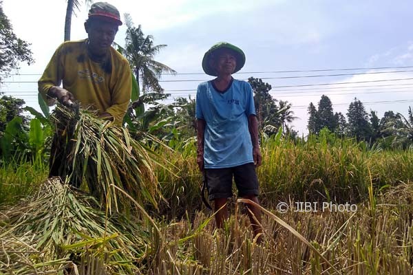 Panen padi di Bantul. (Uli Febriarni/JIBI/Harian Jogja)