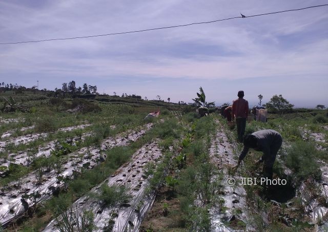 Pekerja di lahan pertanian milik Suyud di Desa Genting, Cepogo, Boyolali, memanen bawang merah, Kamis (18/5/2017). (Akhmad Ludiyanto/JIBI/Solopos)