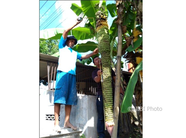 Gendut Arifinato, pemilik pohon pisang mengukur panjang ketandan pohon pisang di pekarangannya RT 003/RW 001 Desa Sudimoro, Teras, Boyolali, Selasa (30/5/2017). (Aries Susanto/JIBI/Solopos)