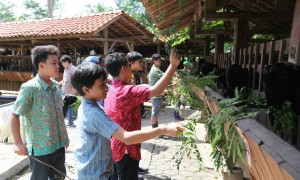 Para siswa Olifant School mengunjungi sentra peternakan kambing etawa di Agrowisata Bhumi Merapi di Pakem, Sleman, belum lama ini. (dok. Olifant School)