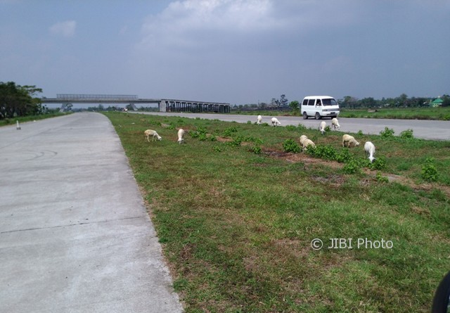 Sejumlah kambing berkeliaran di ruas tol Solo-Kertosono (Soker) wilayah perbatasan Desa Donohudan dan Sindon, Ngemplak, Boyolali, Rabu (7/6/2017). (Aries Susanto/JIBI/Solopos)