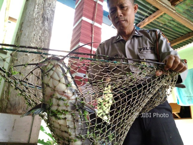Aiptu Rewang menunjukkan ikan lele ukuran 60 cm yang dia budidayakan dengan pakan azolla pinnata atau tumbuhan mata lele di rumahnya, Rabu (14/6/2017). (Aries Susanto/JIBI/Solopos)