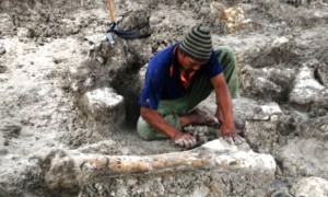 Warga menggali fosil di Desa Banjarejo, Gabus, Grobogan, Jateng, Selasa (13/6/2017). (JIBI/Solopos/Antara/Yusuf Nugroho)