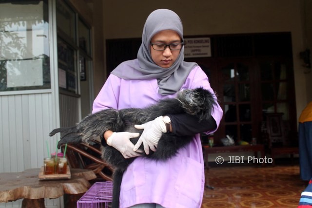 Dokter hewan asal Grasak, Gondang, Sragen, drh. Aisyiyah, menggendong lutung bernama Julia yang terkena tembakan pemburu, Sabtu (29/7/2017). (Tri Rahayu/JIBI/Solopos)