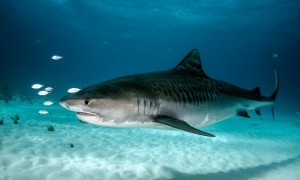 Ilustrasi Hiu Macan (Sharkopedia.discovery.com)