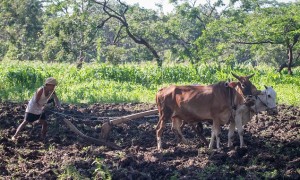 Petani Kaliwungu, Kabupaten Semarang, Jateng membajak lahan pertanian menggunakan sapi ternak, Selasa (25/7/2017). (JIBI/Solopos/Antara/Mohammad Ayudha)