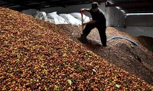 Buruh pabrik mencuci buah kopi untuk diolah menjadi biji kopi kering di Pabrik Kopi Banaran milik PTPN IX di Jambu, Kabupaten Semarang, Jateng, Kamis (27/7/2017). (JIBI/Solopos/Antara/Aditya Pradana Putra)