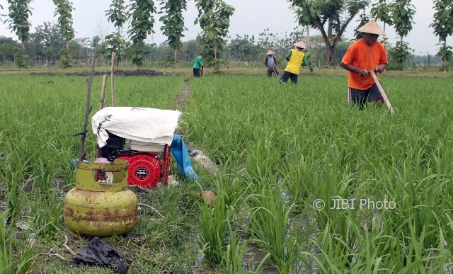 Tabung elpiji diletakkan di samping mesin pompa air sebagai bahan bakar untuk menyedot air di areal persawahan milik Mbah Miyuh, 70, di wilayah Dukuh Plasan, Desa Singopadu, Sidoharjo, Sragen, Sabtu (29/7/2017). (Tri Rahayu/JIBI/Solopos)