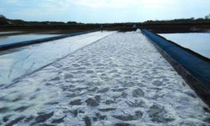 Petani garam di Kabupaten Brebes, Jawa Tengah, memaksimalkan lahan untuk produkdi garam, Jumat (28/7/2017). (JIBI/Solopos/Antara/Kutnadi)