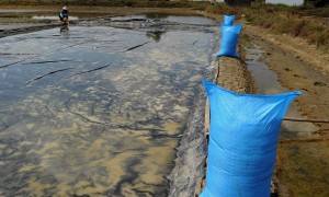 Petani memanen garam di tambak wilayah Kabupaten Pati, Jateng, Sabtu (15/7/2017). (JIBI/Solopos/Antara/Harviyan Perdana Putra)