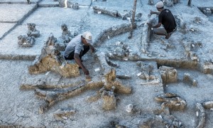 Aktivis Komunitas Peduli Fosil Banjarejo melakukan konservasi fosil di bawah pengawasan pegawai Balai Pelestarian Situs Manusia Purba (BPSMP) Sangiran di situs prasejarah Desa Wisata Banjarejo, Gabus, Grobogan, Jateng, Senin (31/7/2017). (JIBI/Solopos/Antara/Aji Styawan)