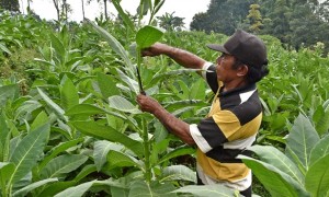Petani di Getasan, Kabupaten Semarang, Jateng, Senin (24/7/2017), memotong daun muda tembakau agar kualitas hasil panen lebih maksimal. (JIBI/Solopos/Antara/Aditya Pradana Putra)