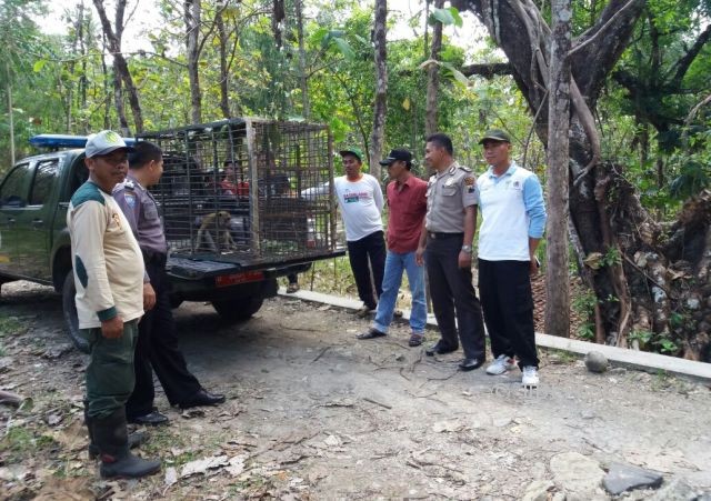 Monyet dari TSTJ Solo didatangkan ke Karanggede untuk memancing monyet-monyet liar yang meresahkan warga, Jumat (4/8/2018). (Istimewa)