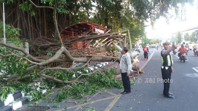 Dahan pohon beringin di depan Balai Kota Solo tumbang, Jumat (11/8/2017) sore. (Istimewa/BPBD Solo)