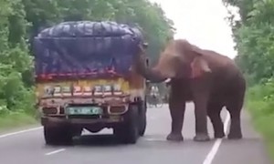 Gajah menghentikan truk bermuatan kentang (Youtube)