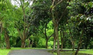 Ilustrasi hutan kota di Kota Semarang. (JIBI/Bisnis/Dok.)