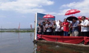Direktur PT Industri Jamu dan Farmasi Sido Muncul, Tbk., Irwan Hidayat melepas bibit ikan di Danau Rawa Pening yang menjadi salah satu rangkaian peluncuran iklan terbaru Kuku Bima Energi di Danau Rawa Pening, Ambarawa, Kabupaten Semarang, Jateng, Sabtu (5/8/2017). (JIBI/Solopos/Antara/Zuhdiar Laeis)