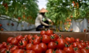 Pekerja memanen buah tomat cherry di lahan pertanian hidroponik PT Hidroponik Agrofarm Bandungan, Kabupaten Semarang, Jateng, Jumat (4/8/2017). (JIBI/Solopos/Antara/Aditya Pradana Putra)