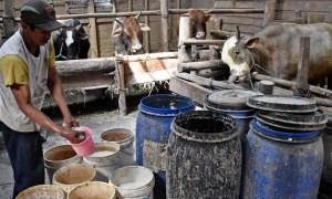 Peternak memberikan garam kualitas rendah sebagai salah satu bahan campuran suplemen bagi sapi-sapi potong miliknya di peternakan di Bawen, Kabupaten Semarang, Jateng, Rabu (2/8/2017). (JIBI/Solopos/Antara/Aditya Pradana Putra)