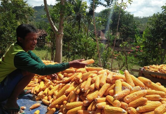 Yatno, petani jagung di Desa Pagerukir, Kecamatan Sampung, Ponorogo, menjemur jagung hasil panennya di depan rumah, Selasa (1/8/2017). (Abdul Jalil/JIBI/Madiunpos.com)