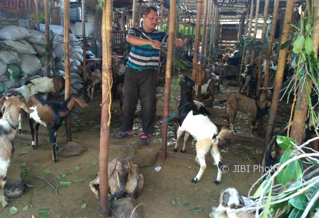 Pedagang kambing di Pasar Hewan Semanggi Solo, Muhalim, memberi makan kambing jawa di losnya, Senin (7/8/2017). (Danur Lambang Pristiandaru/JIBI/Solopos)