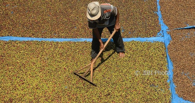 Petani menjemur kopi di Desa Ternadi, Kudus, Jateng, Selasa (1/8/2017). (JIBI/Solopos/Antara/Yusuf Nugroho)