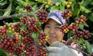 Petani lereng Gunung Muria, Dawe, Kudus, Jateng, Senin (31/7/2017), memanen kopi robusta hasil budi daya mereka. (JIBI/Solopos/Antara/Yusuf Nugroho)