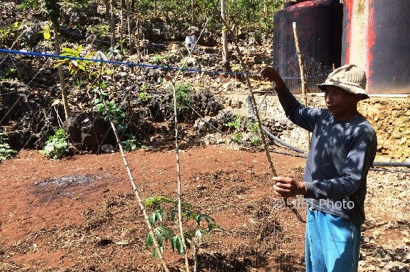 Jumbadi, salah seorang petani di Desa Jepitu sedang melakukan pemasangan jaring untuk mengantisipasi serangan monyet ekor panjang. Selasa (8/8/2017). (David Kurniawan/JIBI/Harian Jogja)