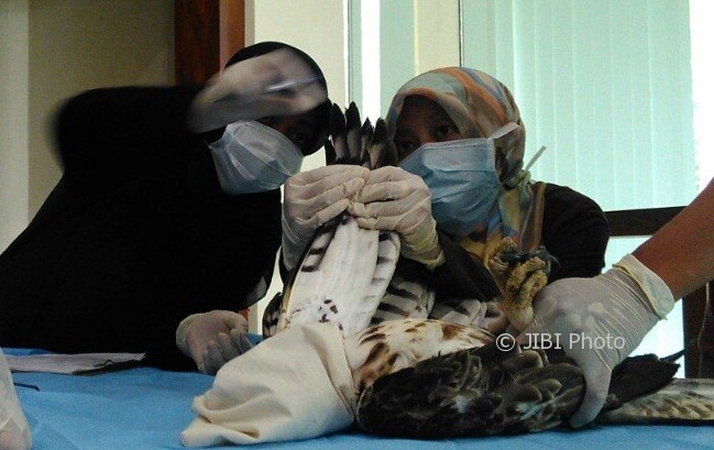 Sejumlah relawan dan tenaga ahli sedang melakukan morfometri (pengukuran badan) seekor elang brontok di WRC, Minggu (30/7/2017). Morfometri merupakan langkah penting sebelum satwa dilepasliarkan. (Uli Febriarni/JIBI/Harian Jogja)