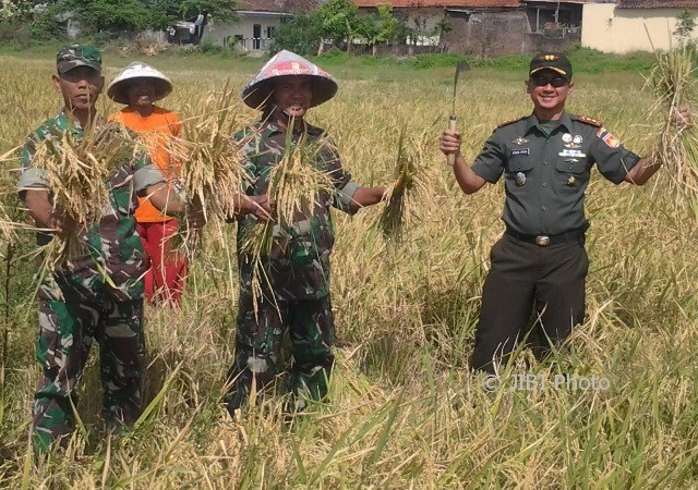 Komandan Kodim (Dandim) 0735/Surakarta, Letkol Inf Edwin Apria Candra (kanan) menunjukkan hasil panen raya tanaman padi di wilayah Kadipiro, Banjarsari, Solo, Jumat (4/8/2017). (Istimewa)
