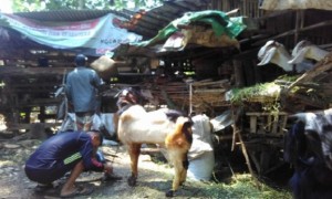 Pedagang hewan kurban tawarkan kambing di pasar hewan dadakan di Batang, Jawa Tengah (Jateng). (JIBI/Solopos/Antara/Kutnadi)