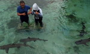 Wisatawan berinteraksi dengan hiu sirip putih dan hitam di kolam penangkaran Pulau Menjangan Besar, Karimunjawa, Jateng, Rabu (9/8/2017). (JIBI/Solopos/Antara/R. Rekotomo)