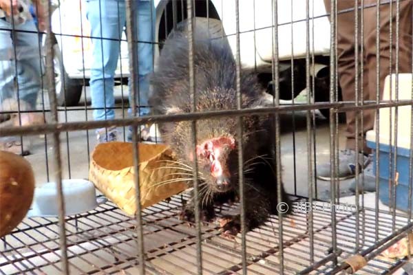 Seekor binturong yang berada dalam sebuah kandang, binturong ini merupakan satu di antara belasan satwa dilindungi, yang disita Polda DIY bekerja sama dengan BKSDA DIY dan Orangutan Protection, dari seorang pedagang di Bantul, Jumat (3/8/2017) sore. (Uli Febriarni/JIBI/Harian Jogja)