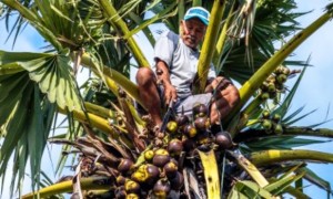 Petani memanen buah siwalan dari pohon tal di perkebunan Desa Candisari, Mranggen, Demak, Jateng, Selasa (1/8/2017). (JIBI/Solopos/Antara/Aji Styawan)