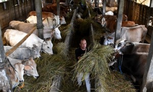 Peternak memberikan makan sapi-sapi miliknya di salah satu peternakan di Bawen, Kabupaten Semarang, Jateng, Rabu (2/8/2017). (JIBI/Solopos/Antara/Aditya Pradana Putra)