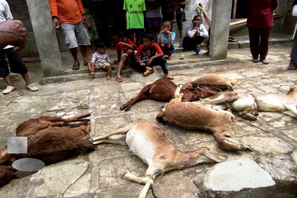 Sejumlah anak-anak melihat kambing-kambing mati karena serangan hewan misterius di Desa Purwodadi, Kecamatan Tepus. Minggu (10/9/2017). (IST/dok. Pemdes Purwodadi)
