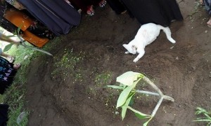 Seekor kucing ikut bersedih saat pemiliknya meninggal (Facebook)