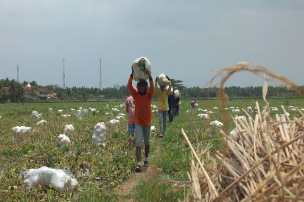 Sejumlah petani sedang memanen melon mereka, di sebuah lahan di Desa Kaligintung, Jumat (29/9/2017). Hujan yang terus mengguyur Kulonprogo, menyebabkan lahan becek dan berpotensi merusak melon, sehingga petani memilih memanen dini melon mereka. (Uli Febriarni/JIBI/Harian Jogja)
