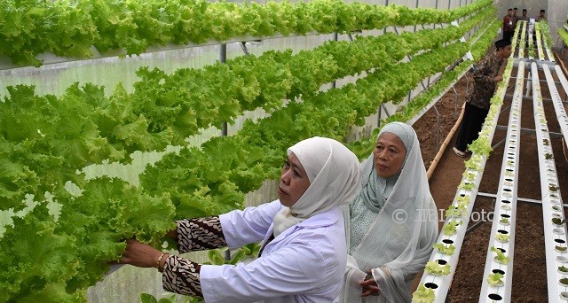 Menteri Sosial Khofifah Indar Parawansa (kiri) didampingi pendiri Ponpes Al Mina Nyai Fatkhul Rohmah melihat selada yang dibudidaya secara hidroponik oleh santri ponpes di Bandungan, Kabupaten Semarang, Jateng itu, Senin (25/9/2017). (JIBI/Solopos/Antara/Aditya Pradana Putra)