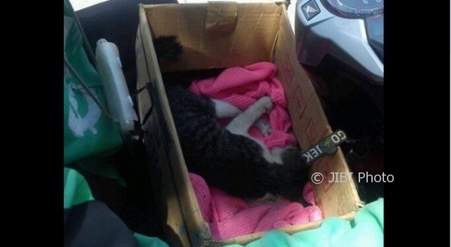Bangkai kucing yang ditabrak pengendara ojek online di kawasan Jl. Padiraya, Genuk, Kota Semarang, Jateng, Selasa (12/9/2017). (Facebook.com-Firin)