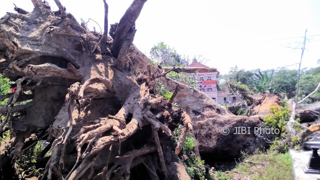 Pohon Randu Alas di tepi jalan raya Randusari-Klaten, Desa Nepen, Boyolali, tumbang pada Selasa (3/10/2017). (Aries Susanto/JIBI/Solopos)