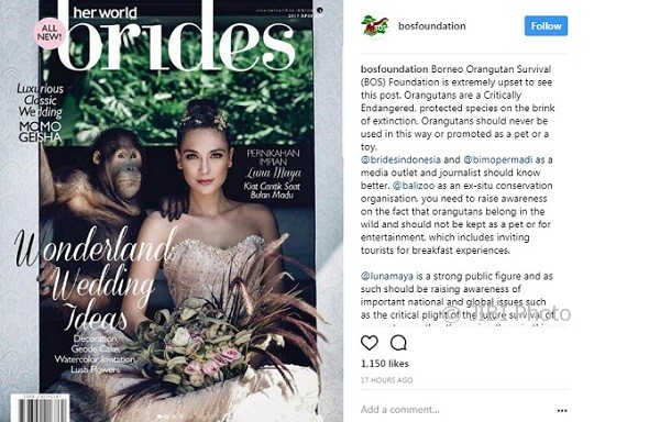 Foto Luna Maya bersama orang utan di sampul majalah Brides (Instagram @bosfoundation)