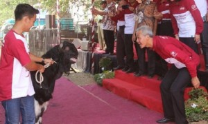 Ekspresi Gubernur Jateng saat hadir dalam kontes hewan ternak di Kompleks Perkantoran Pemkab Boyolali, Kemiri, Kecamatan Mojosongo, Kabupaten Boyolali, Jateng, Rabu (4/10/2017) pagi. (Instagram-@ganjar_pranowo)