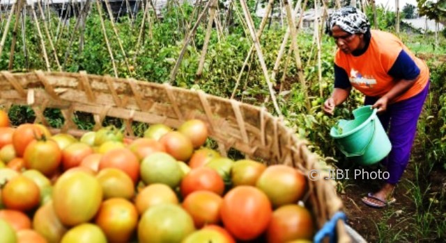 Petani di Bandungan, Kabupaten Semarang, Jateng, Selasa (3/10/2017), memanen buah tomat yang sedang melambung harganya. (JIBI/Solopos/Antara/Aditya Pradana Putra)